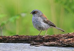 Yellow-eyed Junco